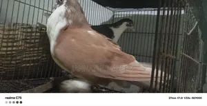 এক জোড়া লাল কালো সিরাজি