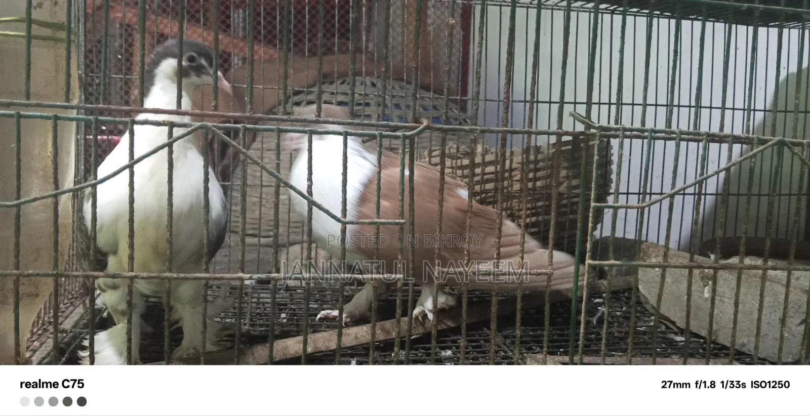 এক জোড়া লাল কালো সিরাজি
