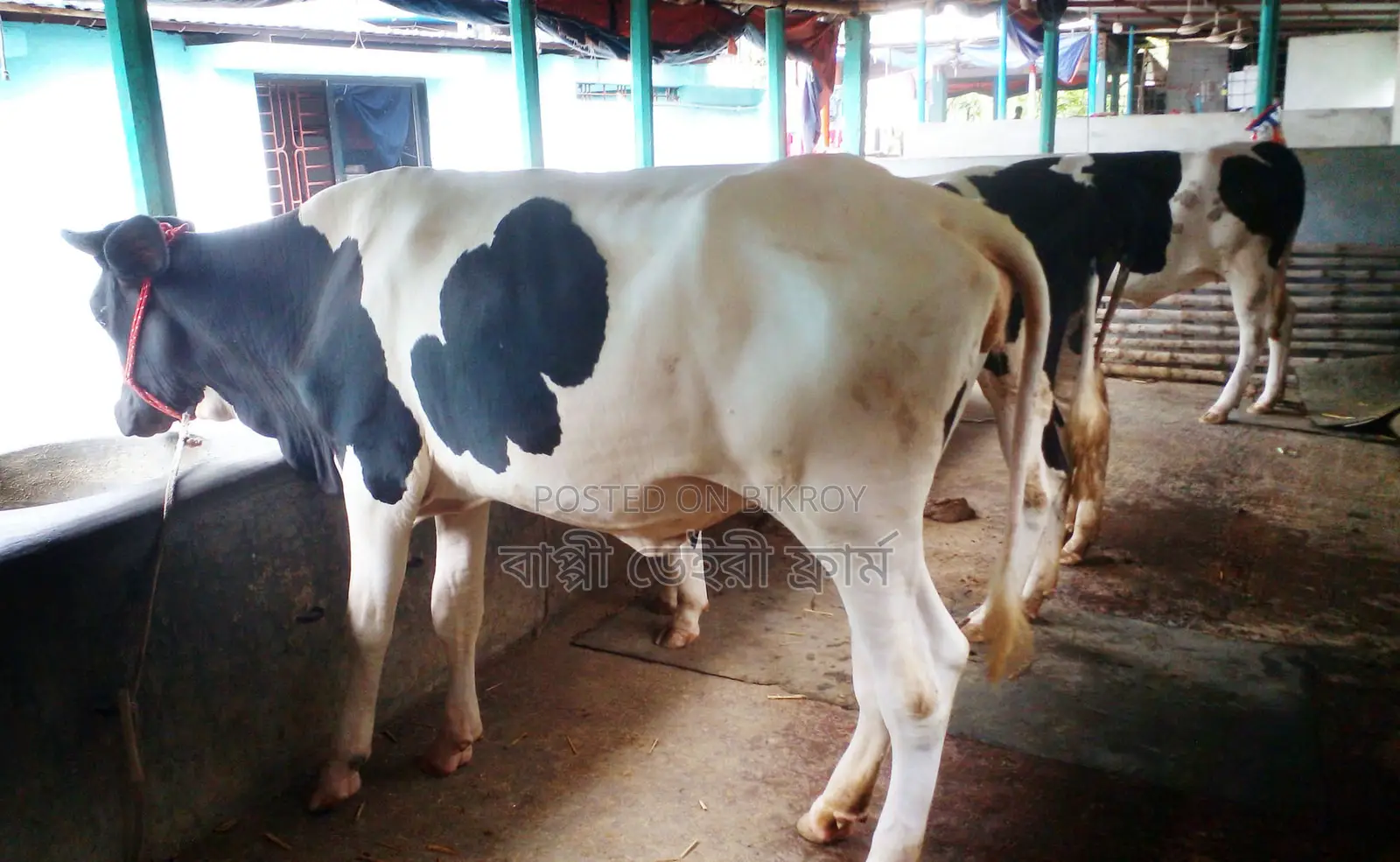Sale of 3 improved breed selected heifers, number 1515.