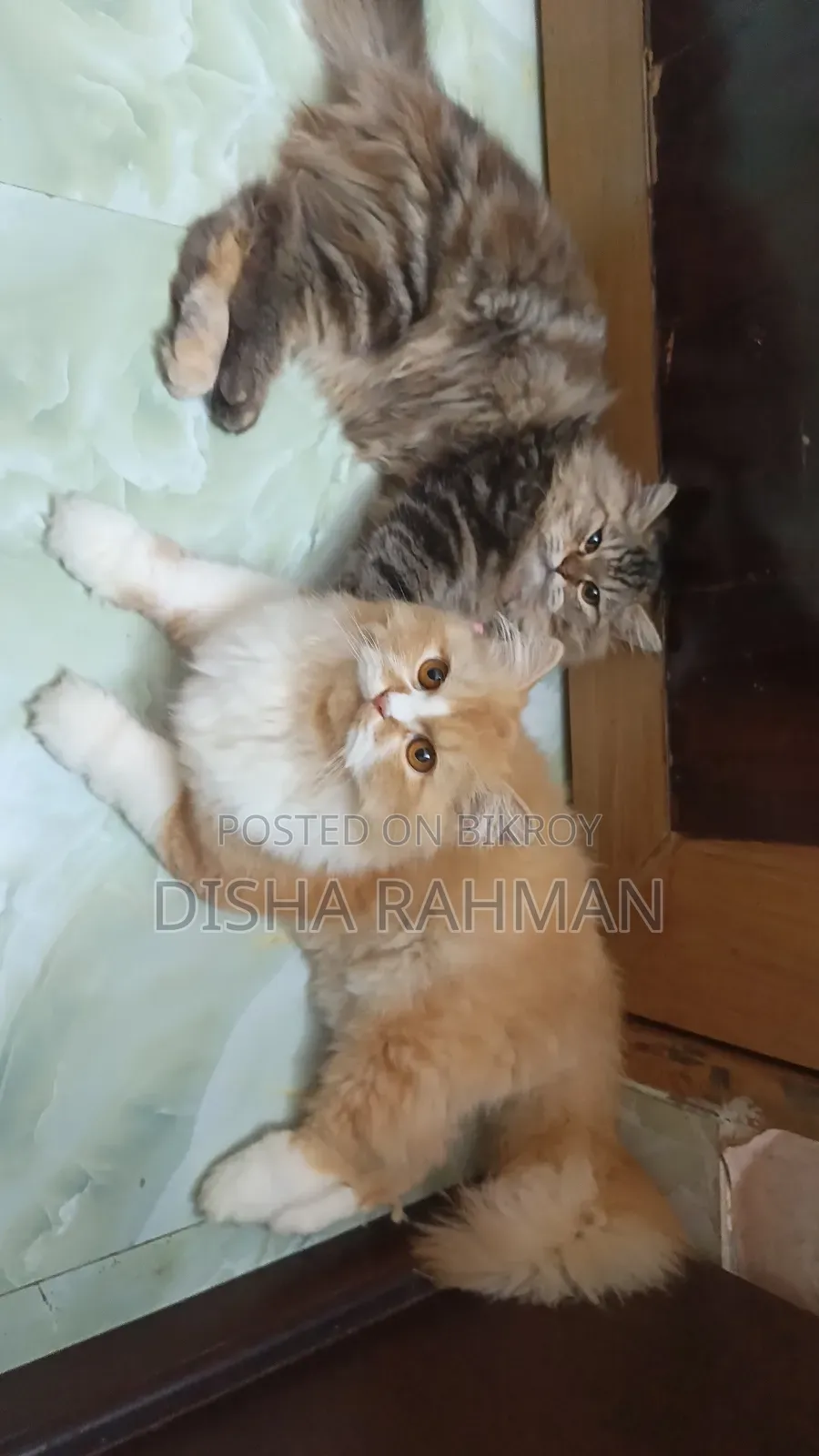 ৬-১২ মাস বয়সী পুরুষ বিশুদ্ধ জাতের পার্সিয়ান