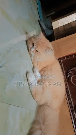 ৬-১২ মাস বয়সী পুরুষ বিশুদ্ধ জাতের পার্সিয়ান