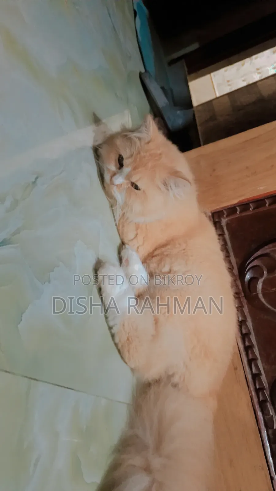 ৬-১২ মাস বয়সী পুরুষ বিশুদ্ধ জাতের পার্সিয়ান
