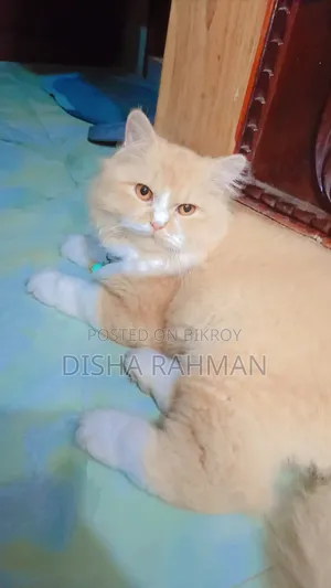 ৬-১২ মাস বয়সী পুরুষ বিশুদ্ধ জাতের পার্সিয়ান