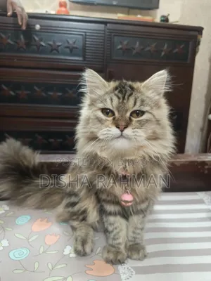 ৬-১২ মাস বয়সী পুরুষ বিশুদ্ধ জাতের পার্সিয়ান