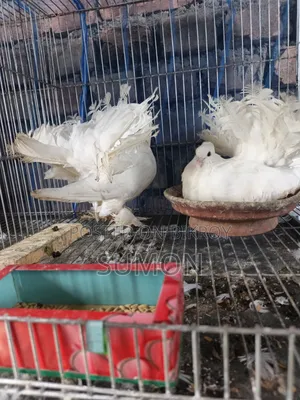 Lakkha Pigeon