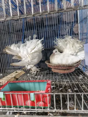 Lakkha Pigeon