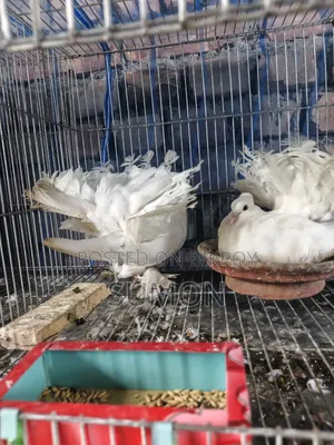 Lakkha Pigeon