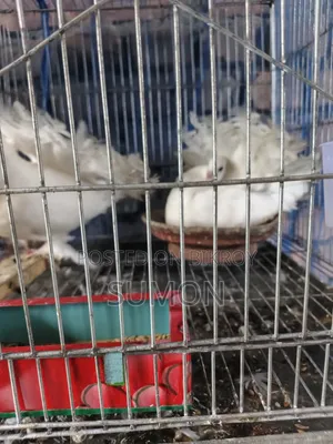 Lakkha Pigeon