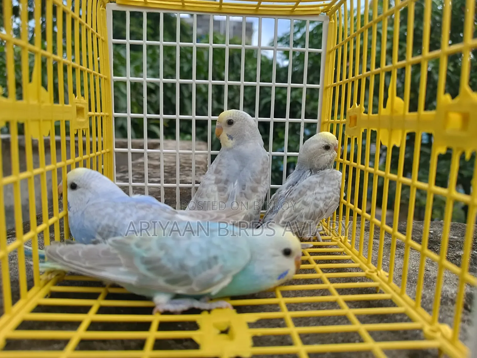 ৪ পিস রেইনবো ব্রাজিগার