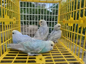 ৪ পিস রেইনবো ব্রাজিগার