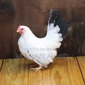 Want to Buy a Japanese Bantam Female