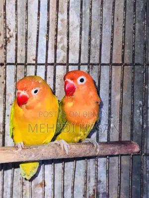 লাভ বার্ড বিক্রি হবে