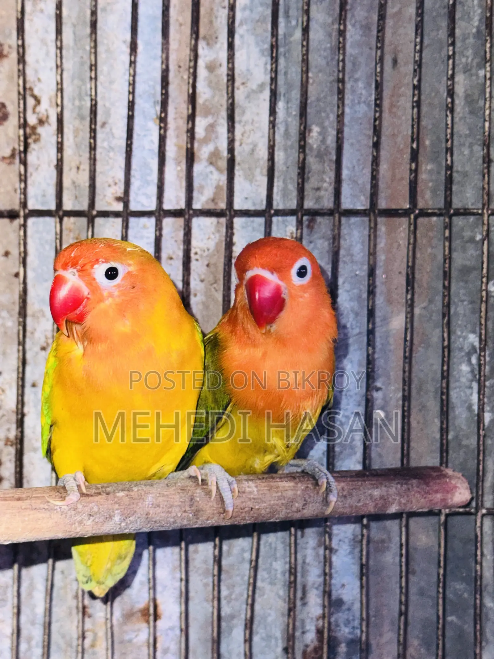 লাভ বার্ড বিক্রি হবে