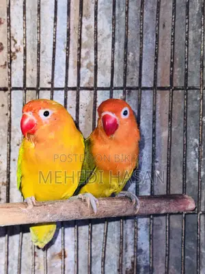 লাভ বার্ড বিক্রি হবে
