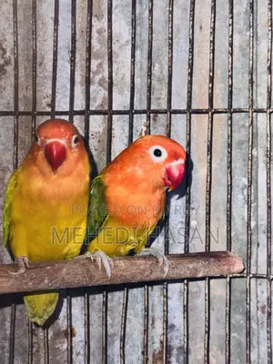 লাভ বার্ড বিক্রি হবে