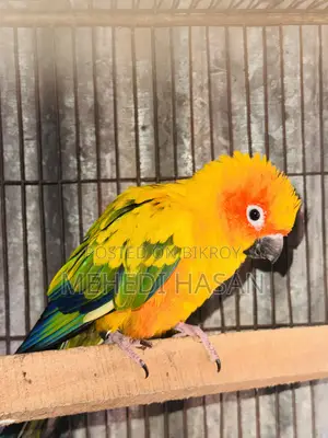 Sun Conure Sale