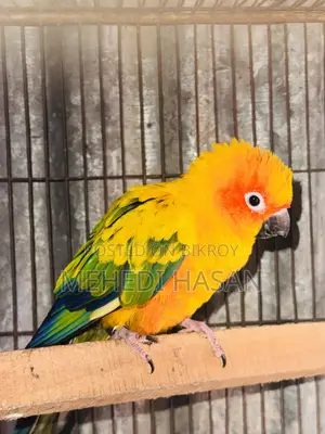 Sun Conure Sale