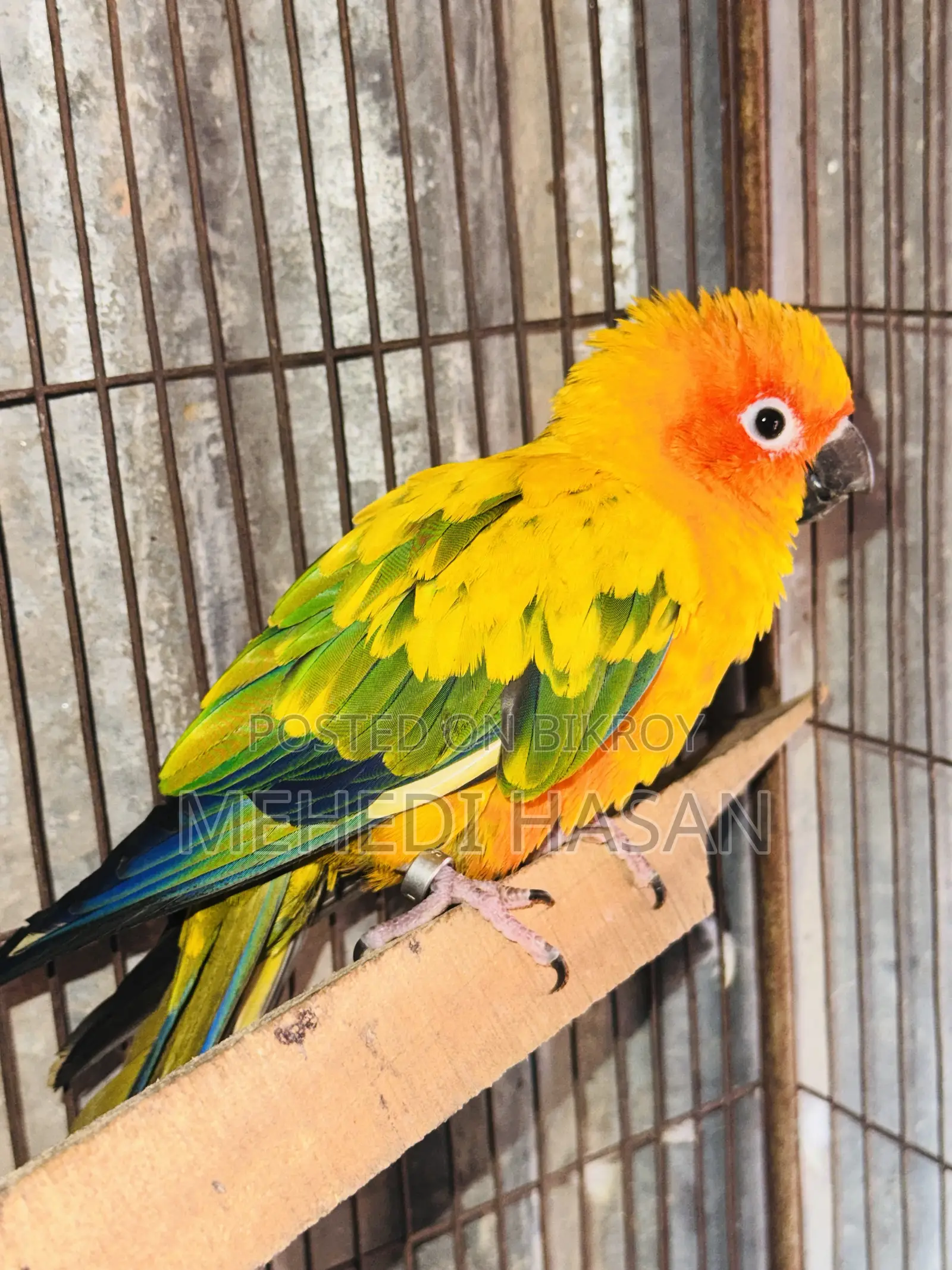 Sun Conure Sale