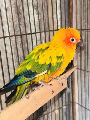 Sun Conure Sale