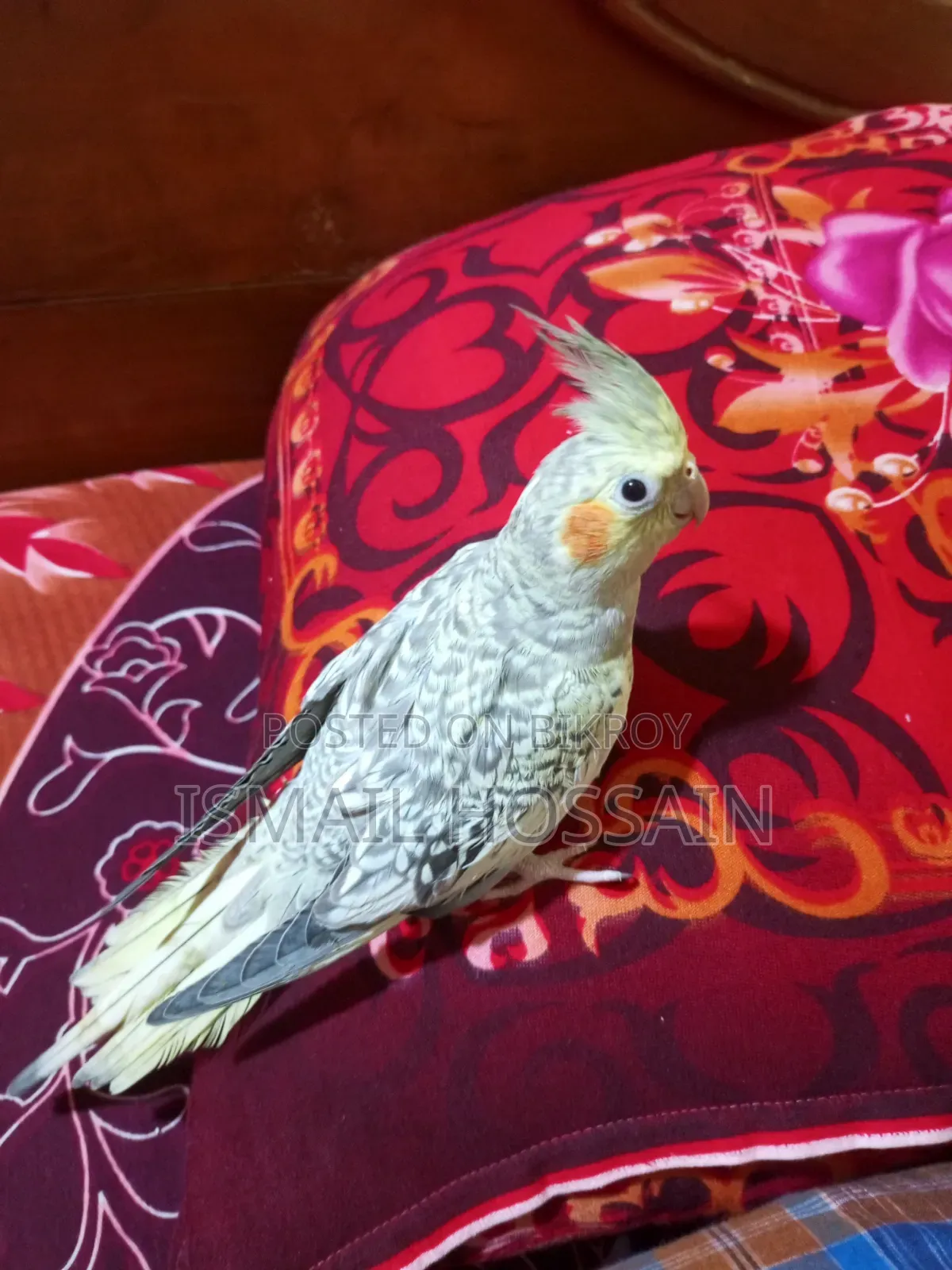 Cockatiel Bird