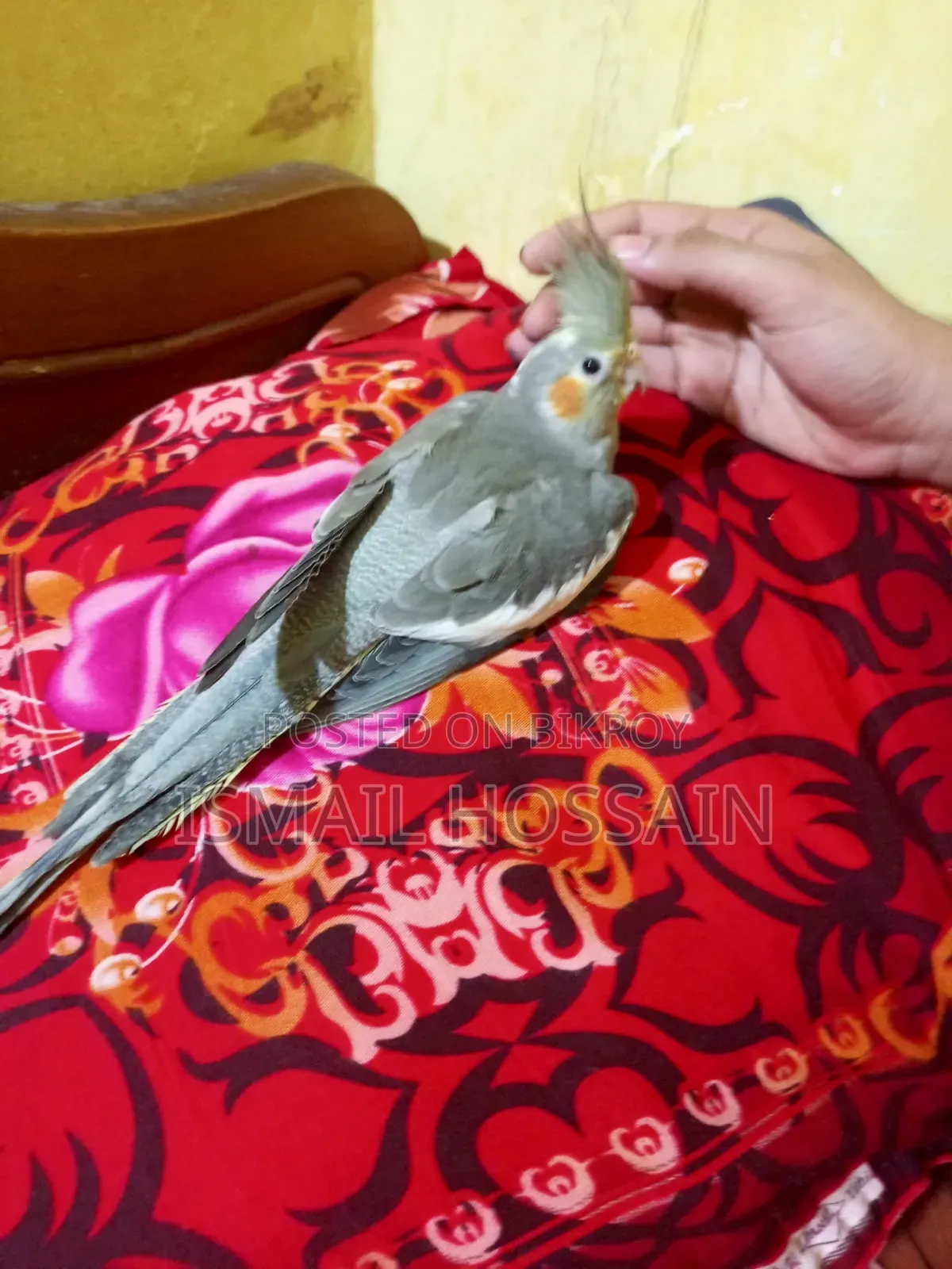 Cockatiel Bird