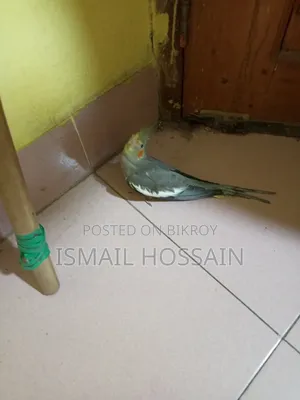 Cockatiel Bird