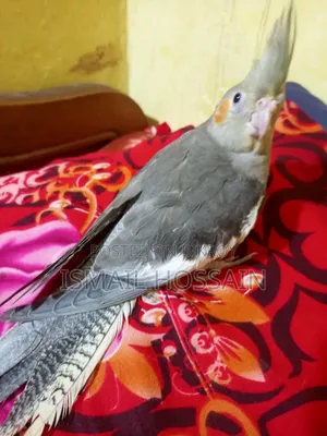 Cockatiel Bird