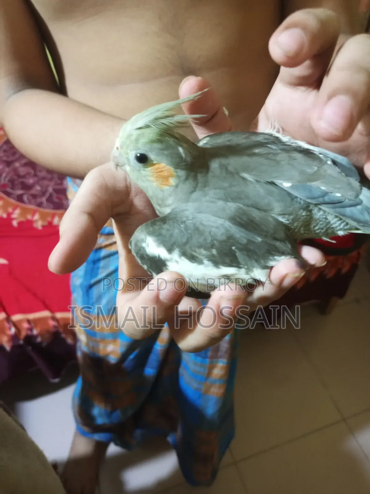 Cockatiel Bird