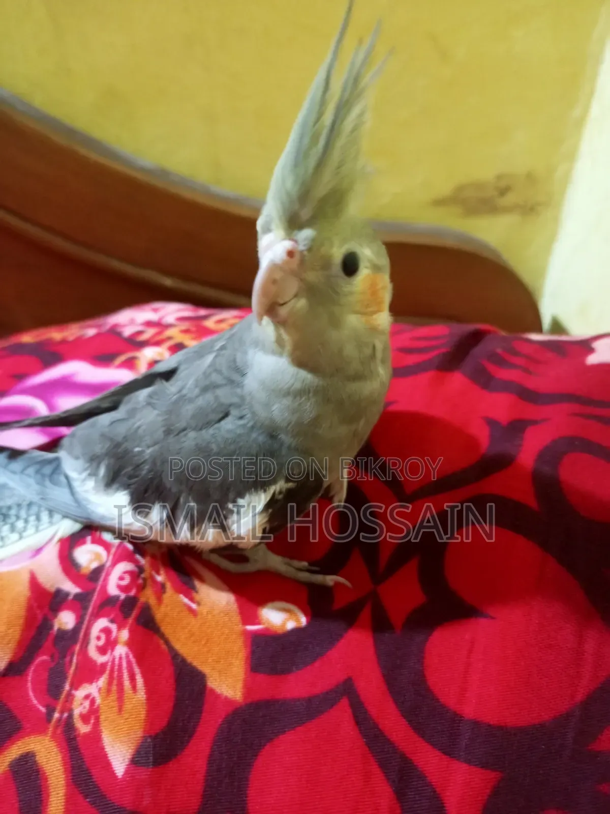 Cockatiel Bird