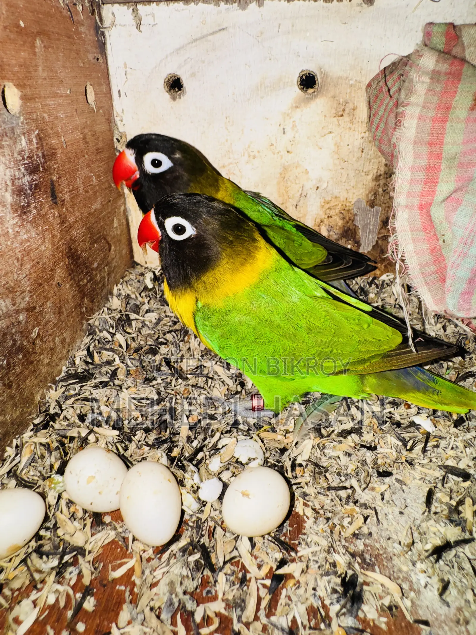 Black Mask Love Bird For Sale