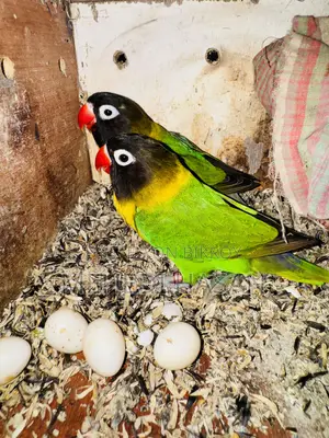 ব্ল্যাক মাস্ক লাভ বার্ড বিক্রি