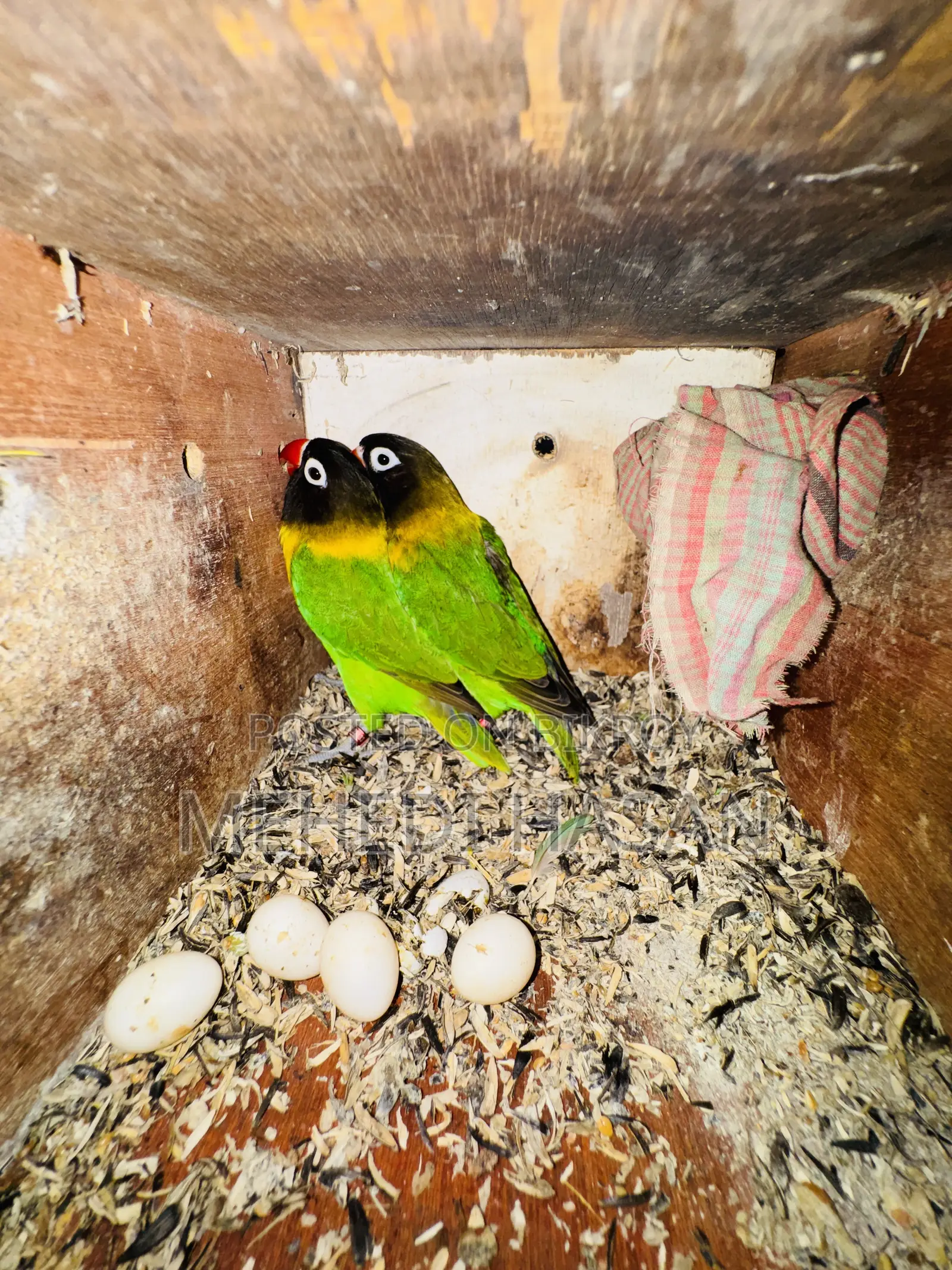 Black Mask Love Bird For Sale
