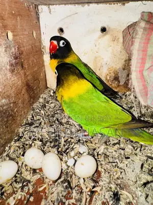 Black Mask Love Bird For Sale