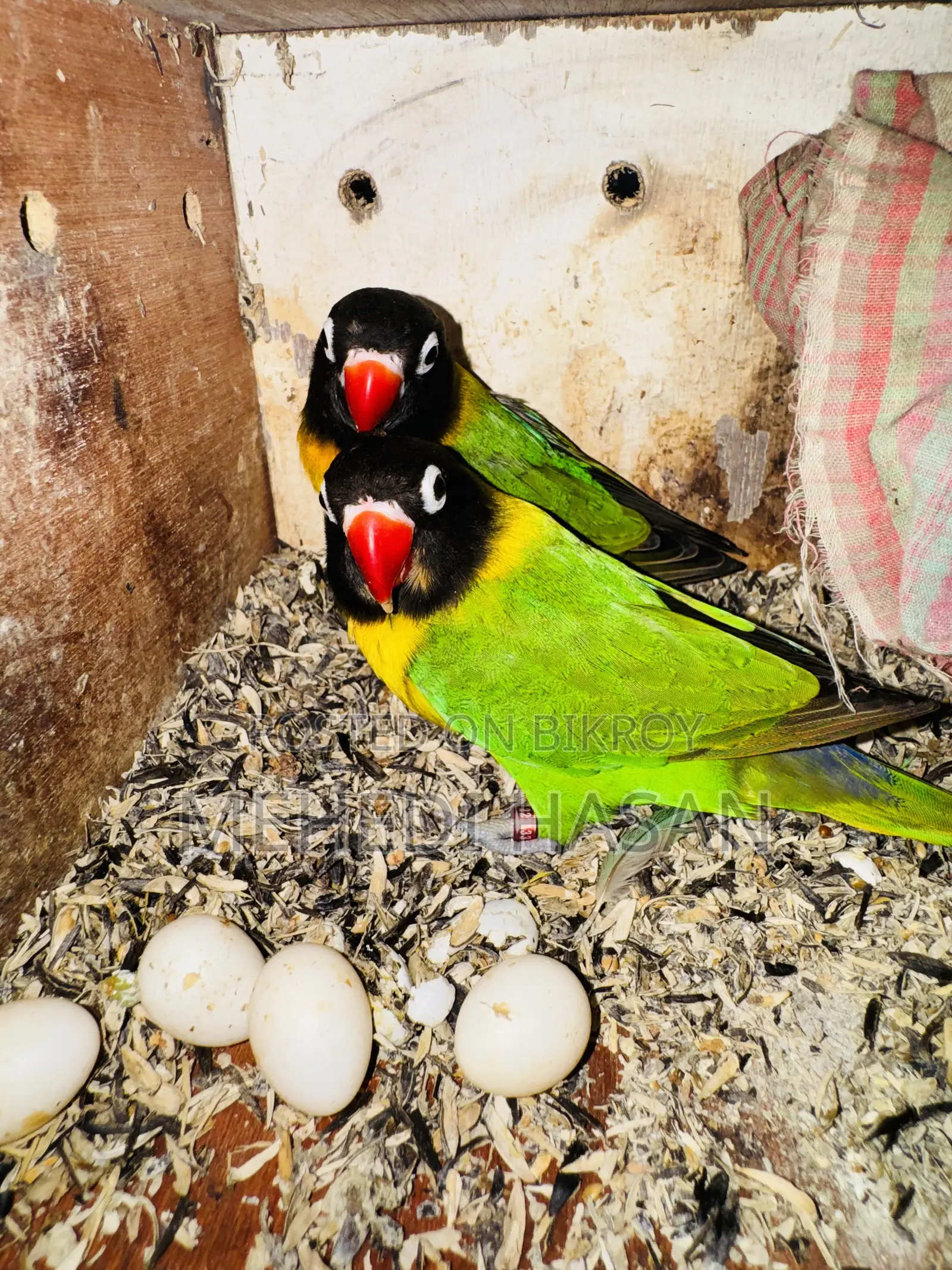Black Mask Love Bird For Sale