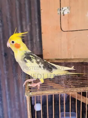 Cockatiel Half Tamed for Sale