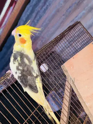Cockatiel Half Tamed for Sale