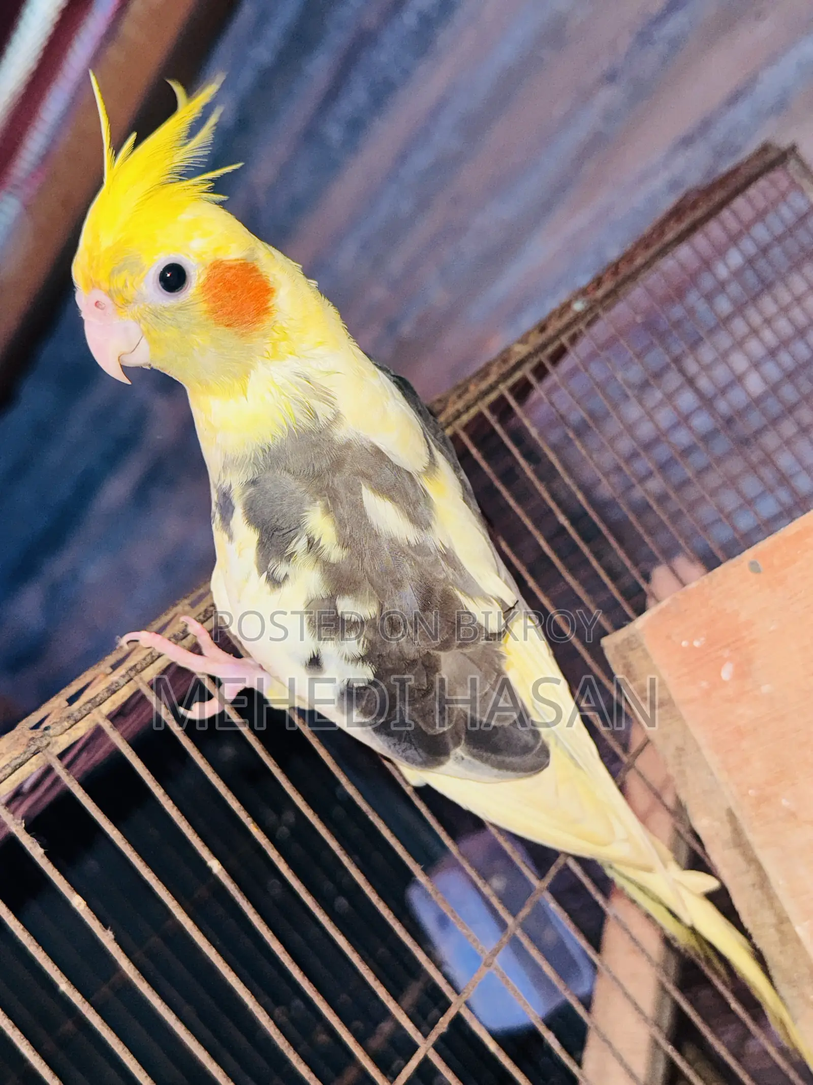 Cockatiel Half Tamed for Sale