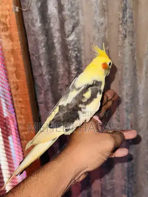 কোকাটাইল হাফ শিকারি বিক্রি