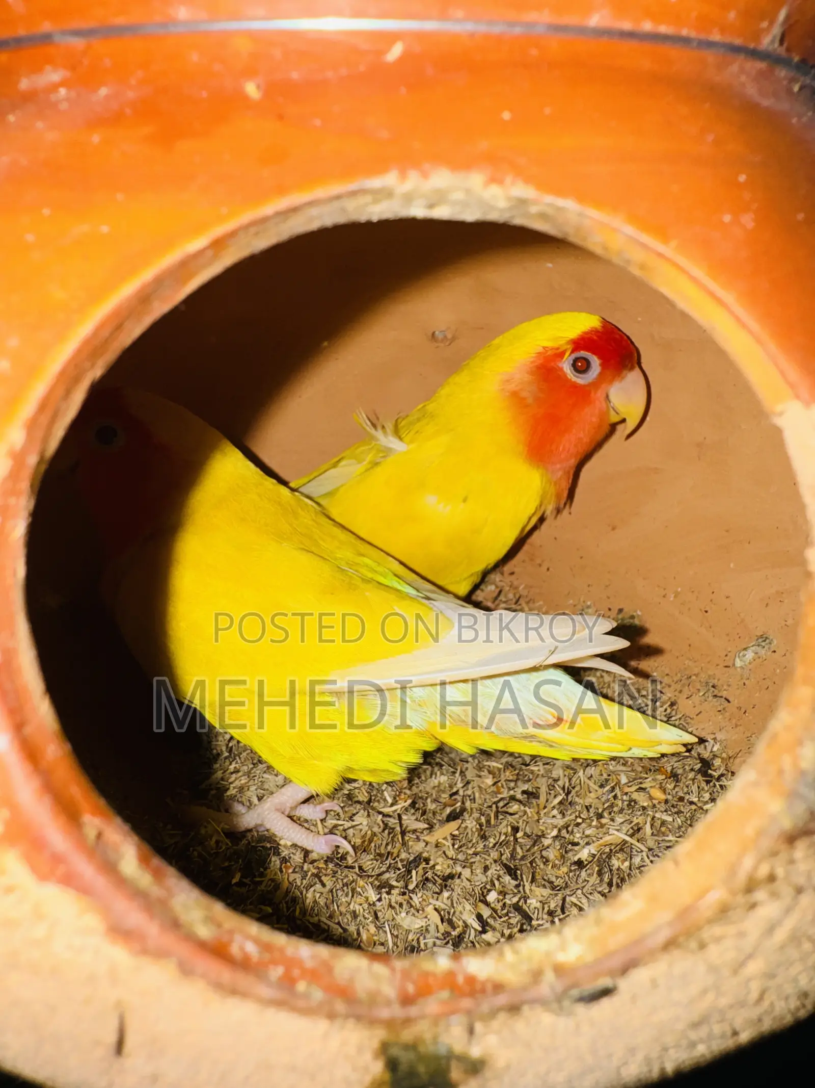 লাভ বার্ড বিক্রি