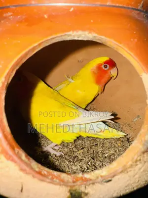 লাভ বার্ড বিক্রি