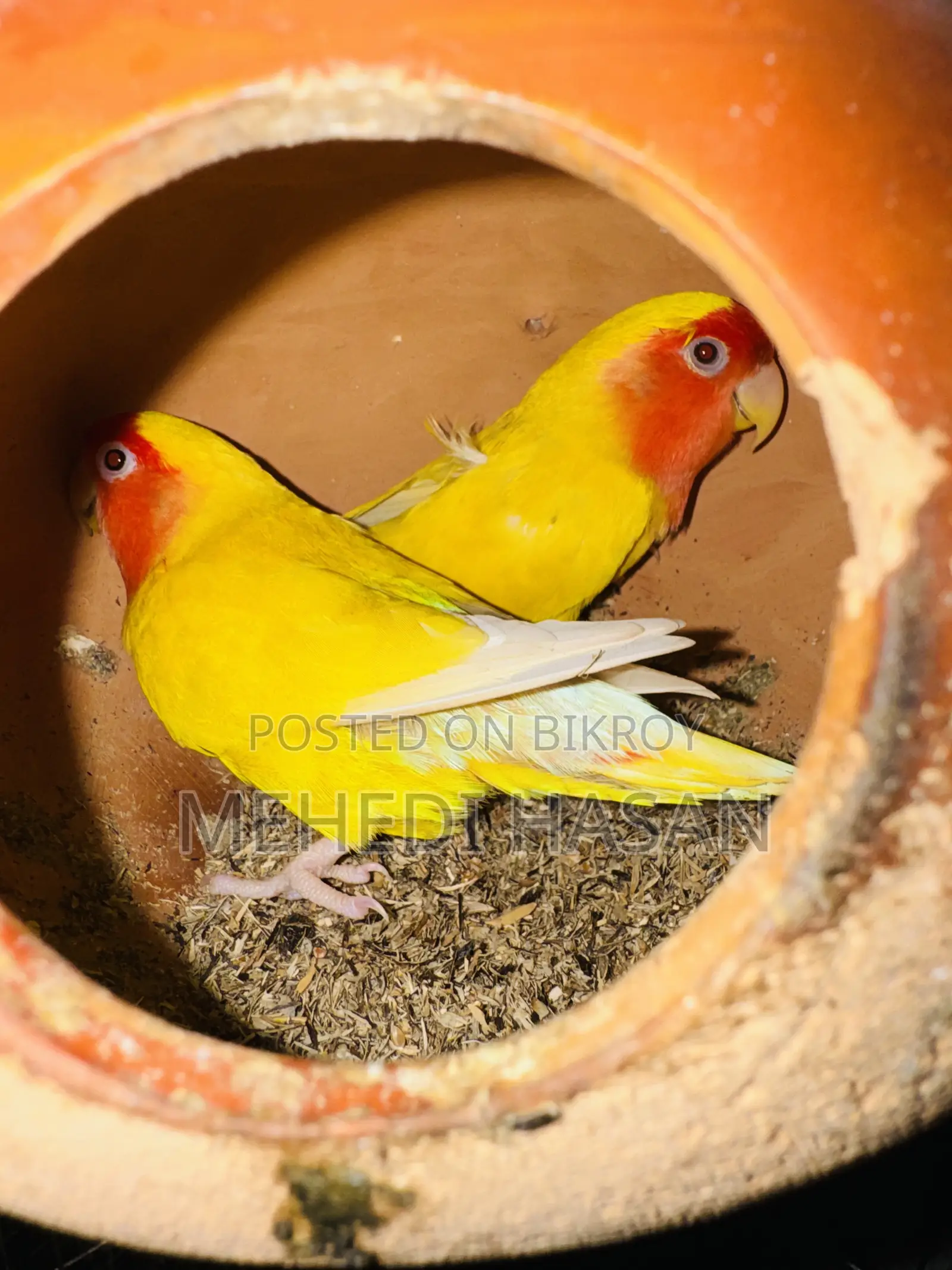 লাভ বার্ড বিক্রি