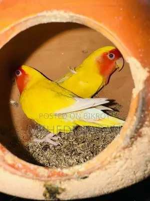 লাভ বার্ড বিক্রি