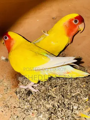 লাভ বার্ড বিক্রি