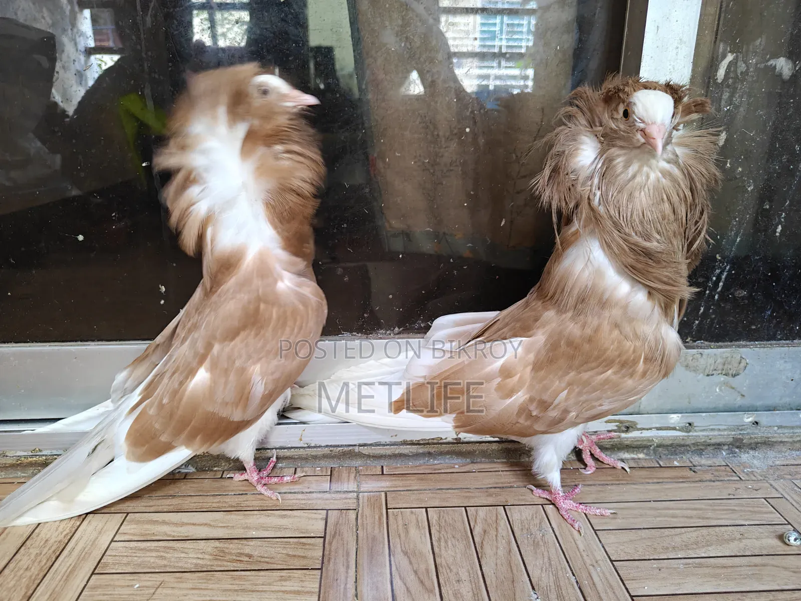 জ্যাকোবিয়ান নিউ অ্যাডাল্ট
