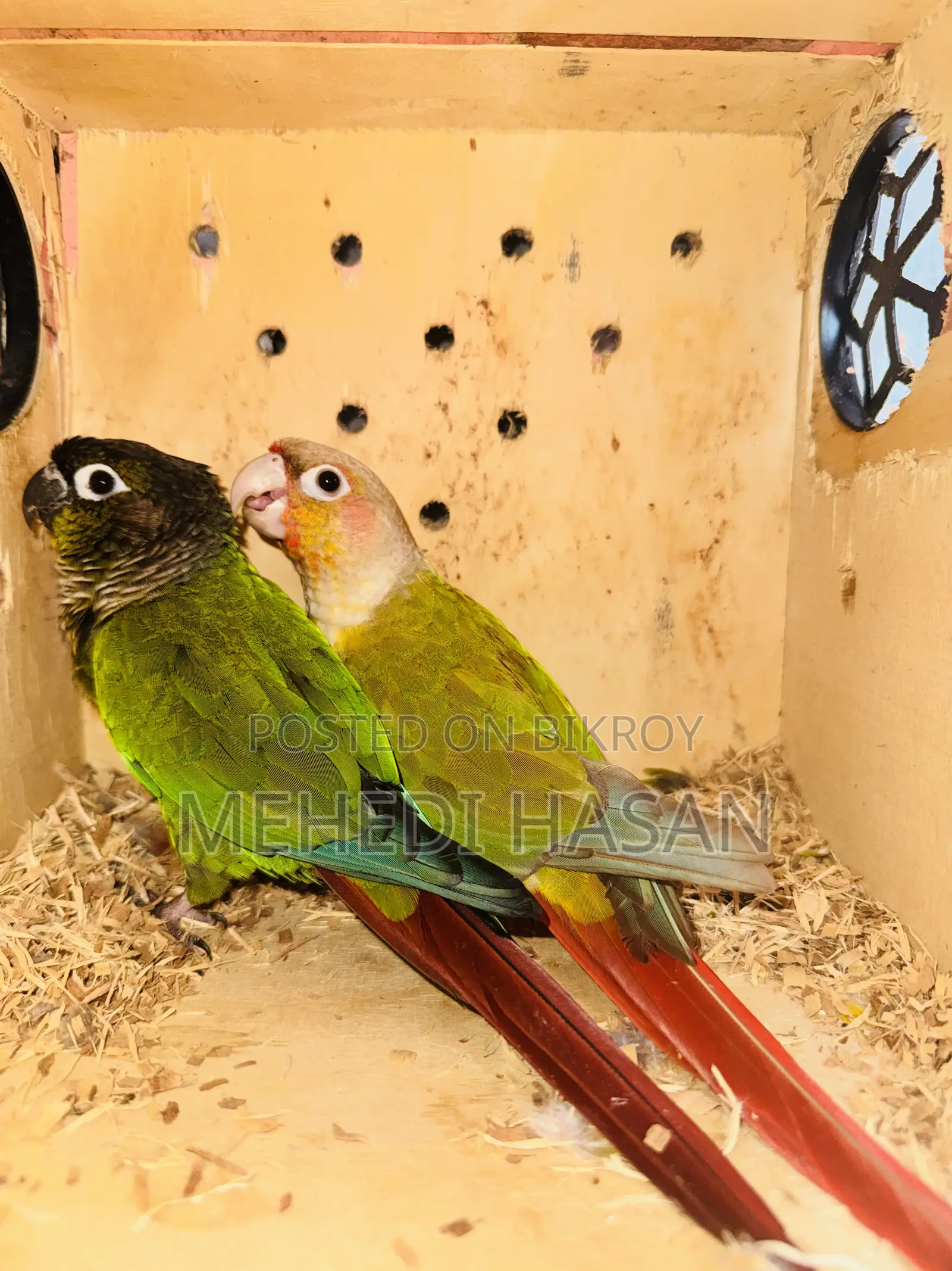 Conure Sell