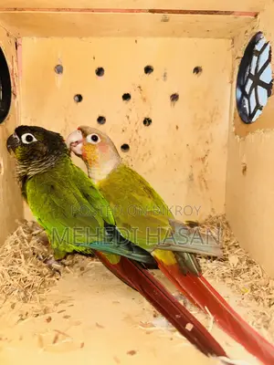 কনিয়র বিক্রি