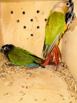 Conure Sell