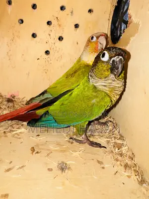 Conure Sell