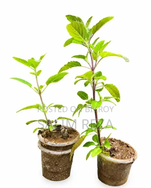Tulsi Tree Sapling Sale