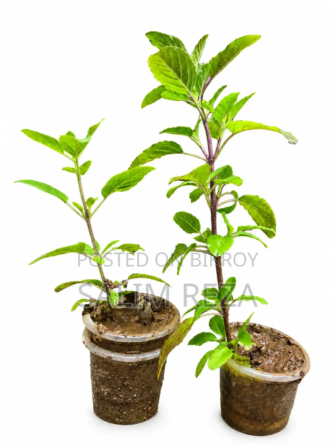 Tulsi Tree Sapling Sale